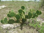 Opuntia alta, in salt marsh, near Rockport, TX