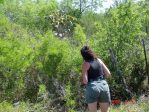 Opuntia alta, Jim Hogg County, TX, April