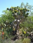 Opuntia alta, Jim Hogg County, TX, April