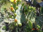 Opuntia alta, Jim Hogg County, TX, April