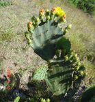 Opuntia alta, Jim Hogg County, TX, April