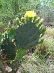 Opuntia alta, Jim Hogg County, TX, April