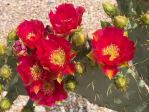 Opuntia alta hybrid, 'Fruit Punch', Robert Sacha