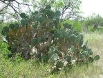 Opuntia alta, Helena, TX