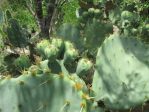 Opuntia alta, Helena, TX