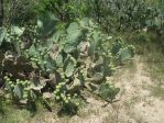 Opuntia alta, Helena, TX