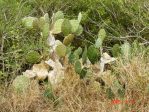 Opuntia alta-like, Lake Corpus Cristi State Park, TX