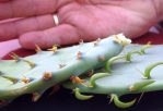 Opuntia lindheimeri (L), O. alta (R), new leaves