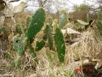 Opuntia unknown, southern TX