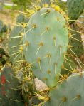 Opuntia lindheimeri