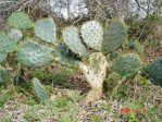 Opuntia alta