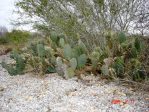 Opuntia lindheimeri, short and sprawling plant