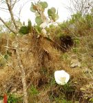 Opuntia alta, Lake Corpus Cristi State Park, TX