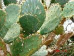 Opuntia alta, Mathis, TX