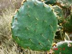 Opuntia alta