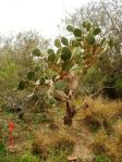 Opuntia alta, Lake Corpus Cristi State Park, TX