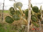 Opuntia alta, Mathis, TX