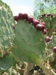 Opuntia alta, Raymondville, TX