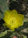 Opuntia alta, Raymondville, TX