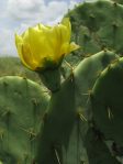 Opuntia alta, Raymondville, TX