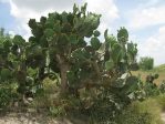 Opuntia alta, Raymondville, TX