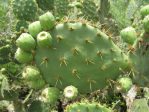 Opuntia alta, Raymondville, TX