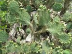 Opuntia alta, Raymondville, TX