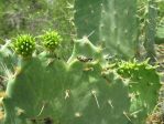 Opuntia alta, Raymondville, TX