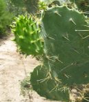 Opuntia alta, Raymondville, TX