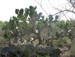 Opuntia alta, Rio Grande City, TX