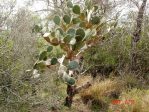 Opuntia alta, Lake Corpus Cristi State Park, TX