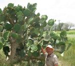 Opuntia alta, Raymondville, TX