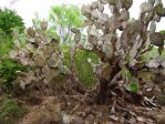 Opuntia alta, Zapata, TX