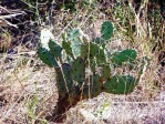 Opuntia ammophila, tree-like shape