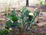 Opuntia ammophila, tree-like shape