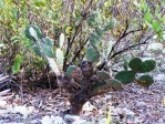 Opuntia ammophila, tree-like shape