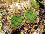 Opuntia ammophila