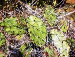 Opuntia ammophila with hatpin-like spines