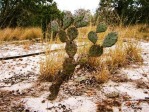 Opuntia ammophila, tree-like shape