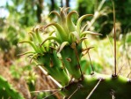 Opuntia ammophila flower bud with curved tepals