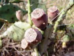 Opuntia ammophila fruit