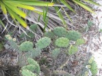 Opuntia ammophila