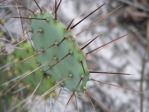 Opuntia ammophila with hatpin-like spines