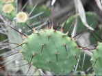 opuntia-ammophila-21