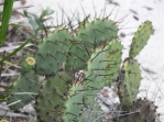 Opuntia ammophila with hatpin-like spines