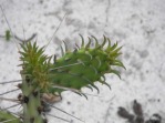 Opuntia ammophila with recurved leaves