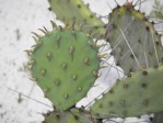 Opuntia ammophila