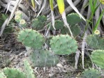 Opuntia ammophila