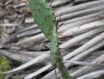 Opuntia ammophila