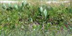 Opuntia anahuacensis, Bolivar Peninsula, TX